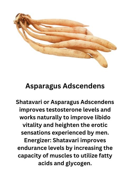 Asparagus Adscendens