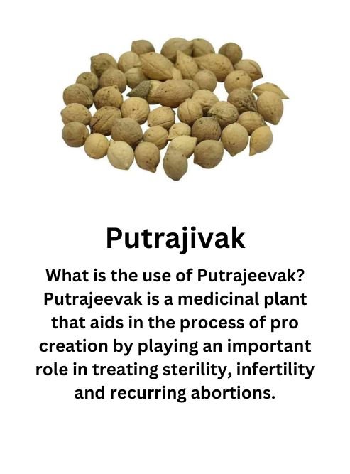 Putrajivak