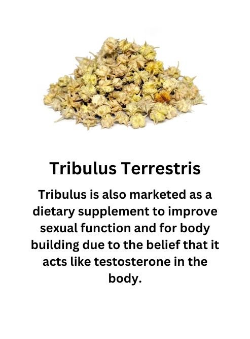 Tribulus Terrestris