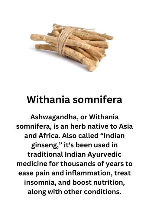 Withania somnifera